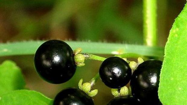 Названия черных ягод, полезных и опасных для здоровья
