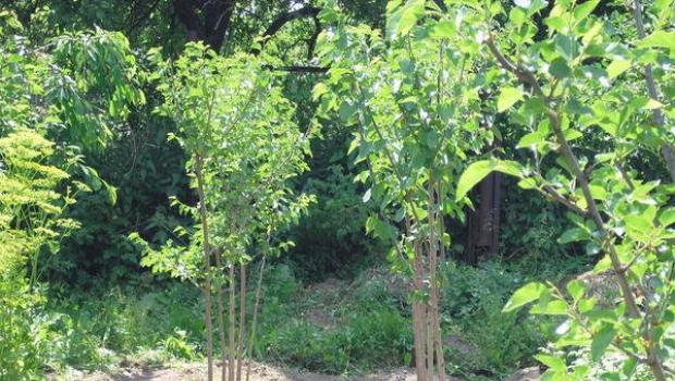 Выращивание шелковицы белой: посадка и уход за тутовым деревом