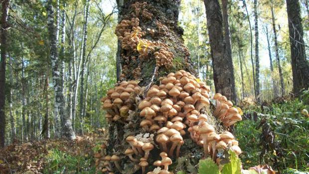 Удивительные и полезные древесные грибы