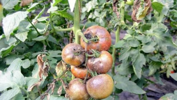 Борьба с фитофторой на помидорах