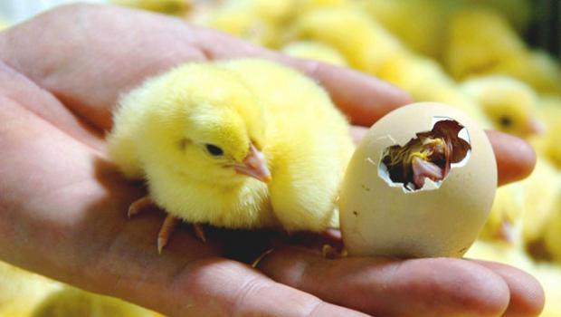 Режимы и стадии инкубации куриных яиц