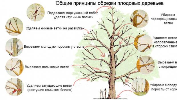 Обрезка деревьев осенью: видео для начинающих